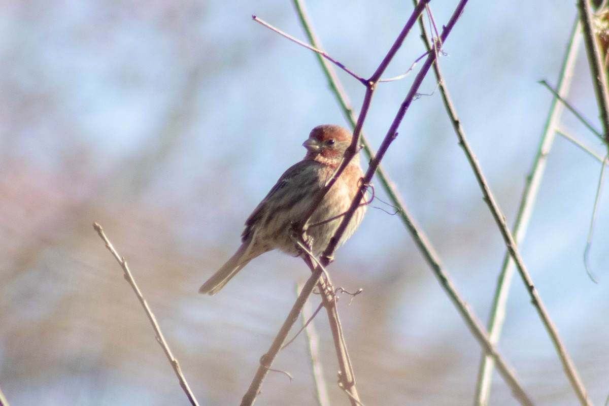 House Finch - ML646774014