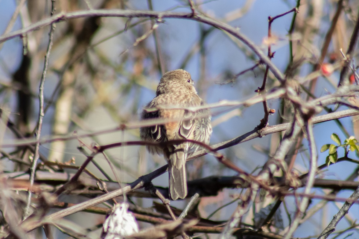 House Finch - ML646774015