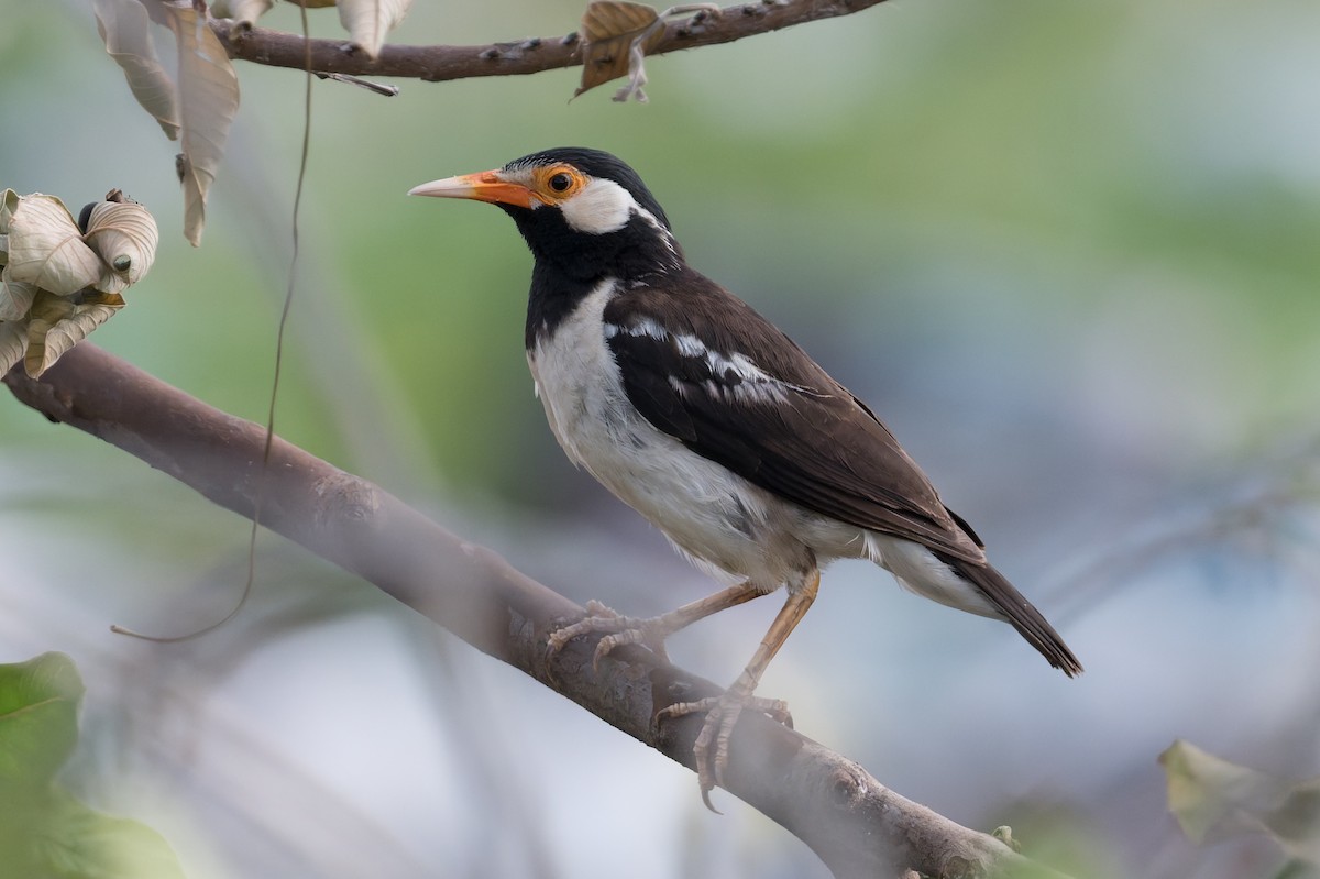Indian Pied Starling - ML646774016