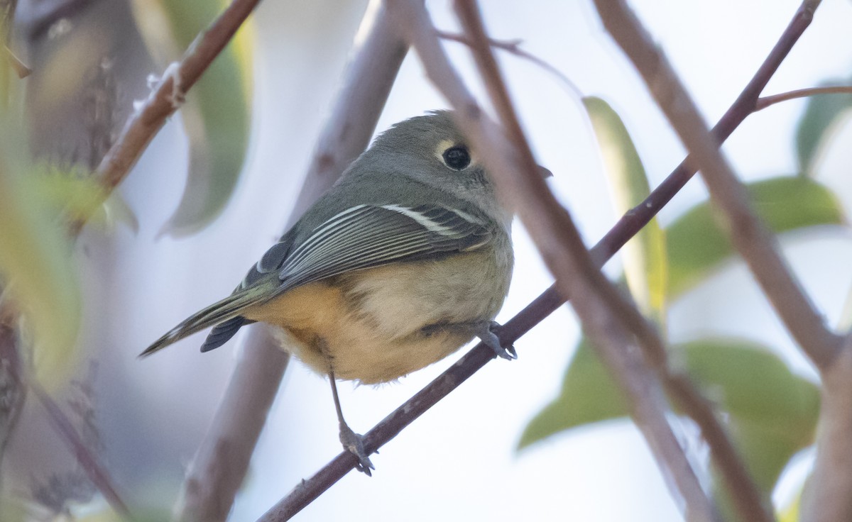 eikevireo - ML646774021