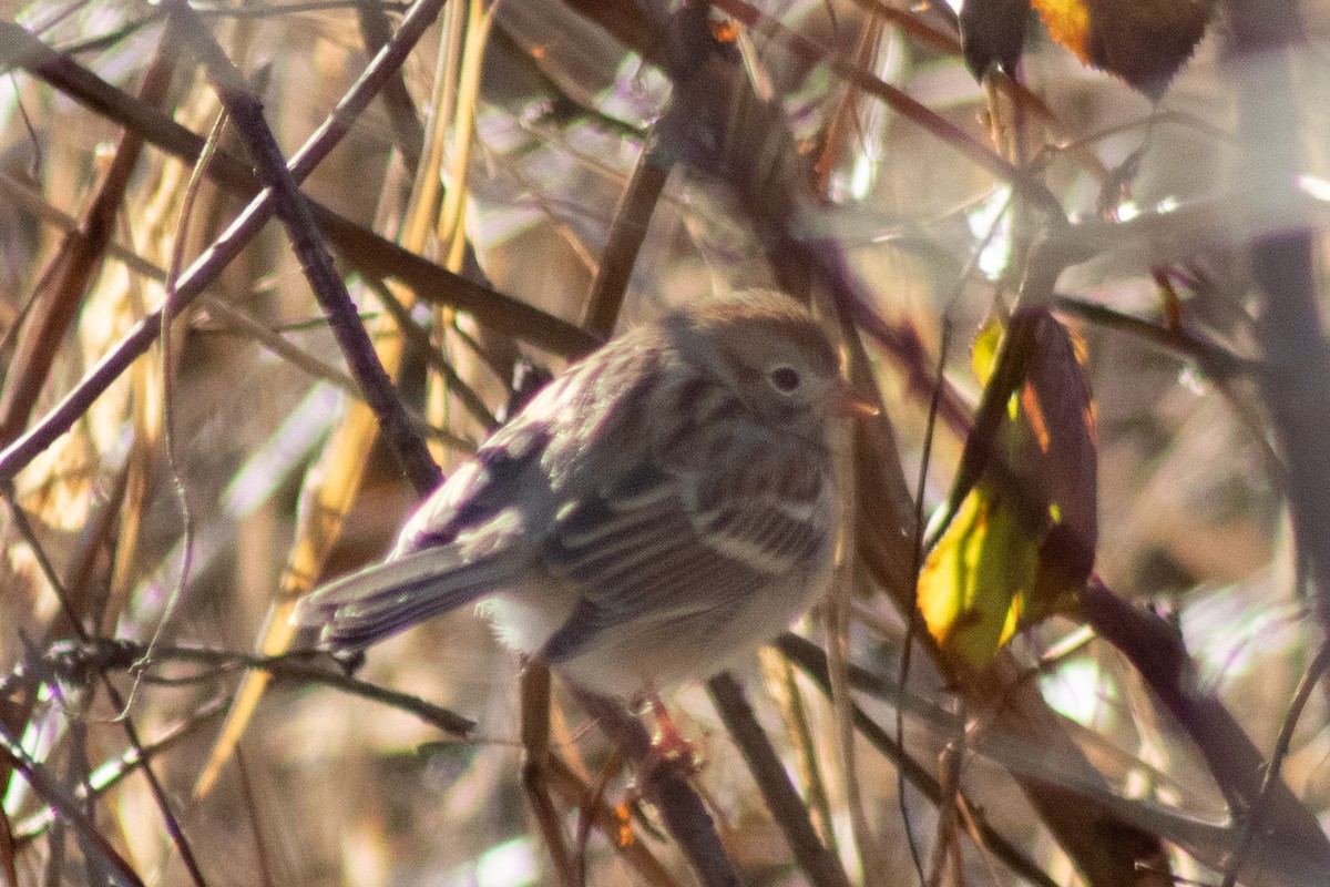 Field Sparrow - ML646774022