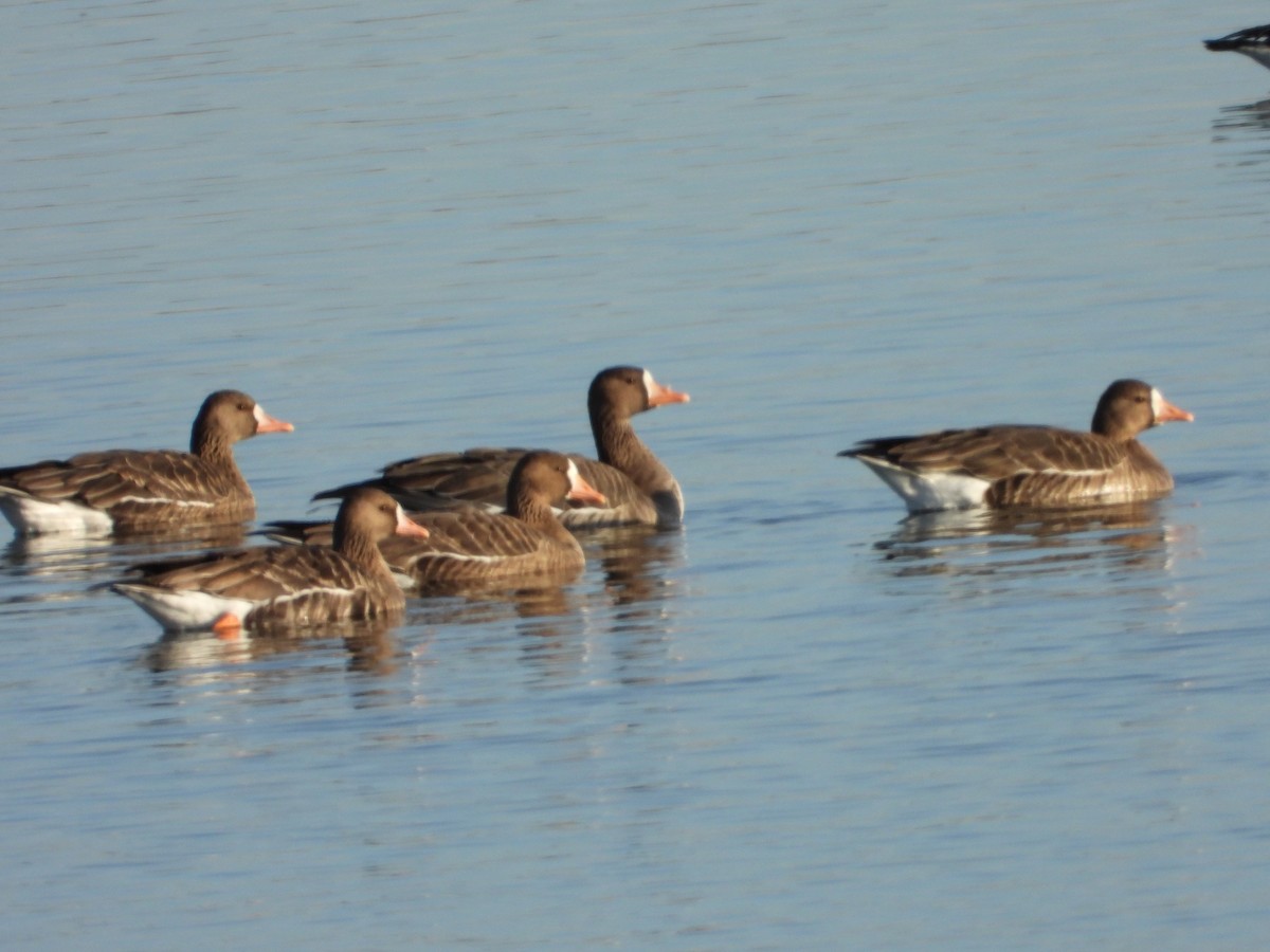 マガン - ML646774023