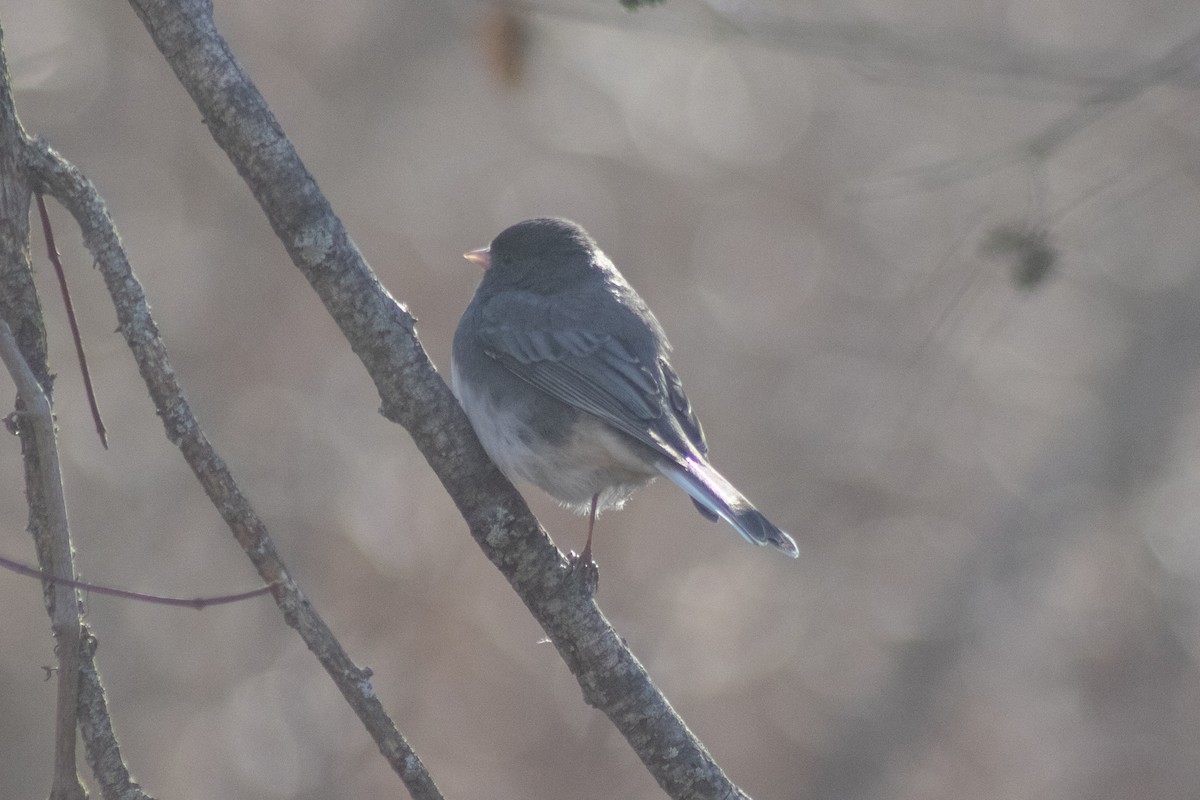 Dark-eyed Junco - ML646774025