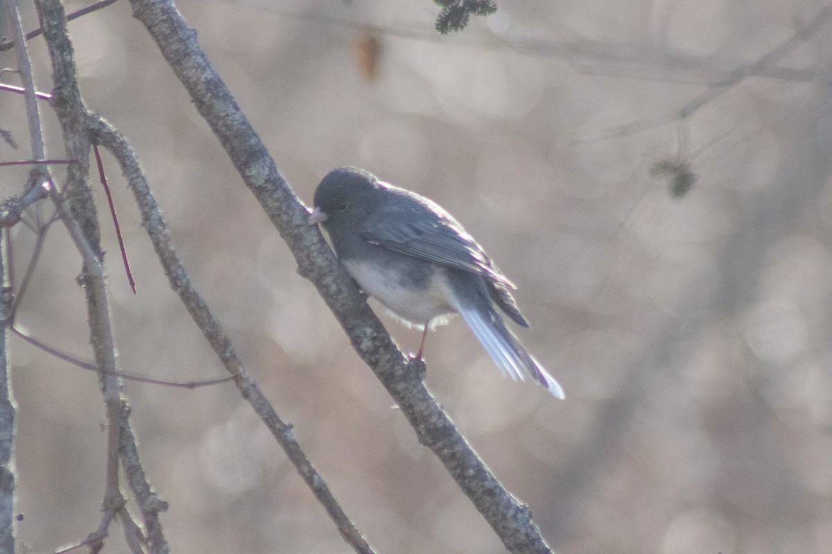 Dark-eyed Junco - ML646774026