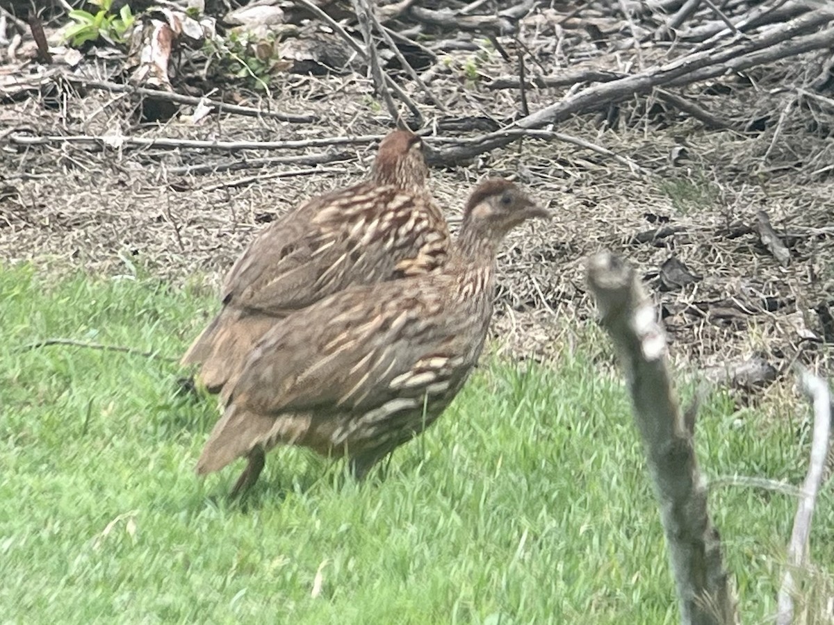 Francolín de Erckel - ML646774027