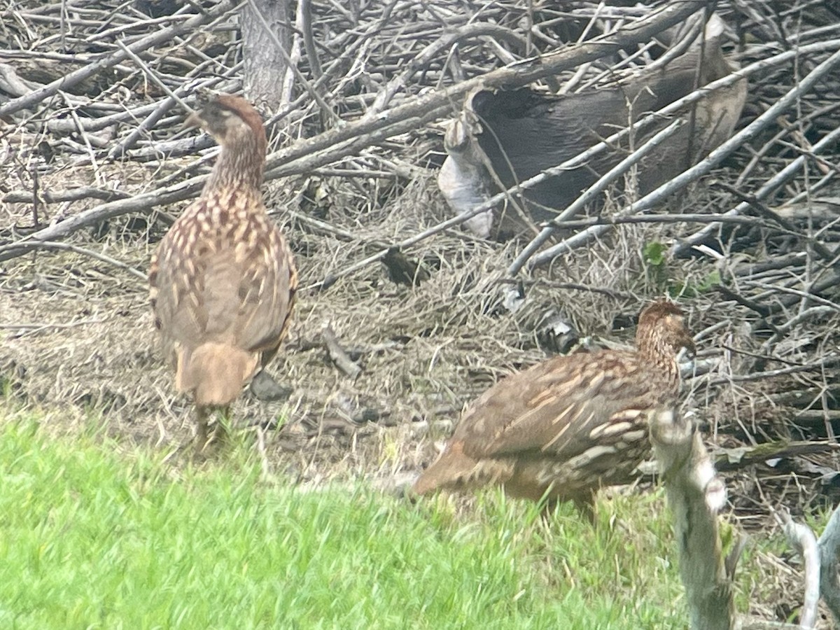 Francolín de Erckel - ML646774028