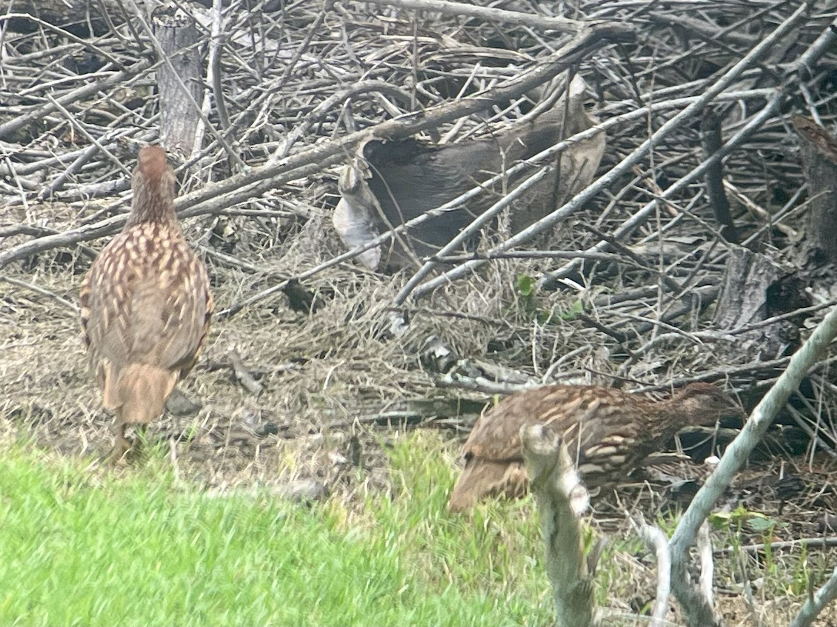 Francolín de Erckel - ML646774029