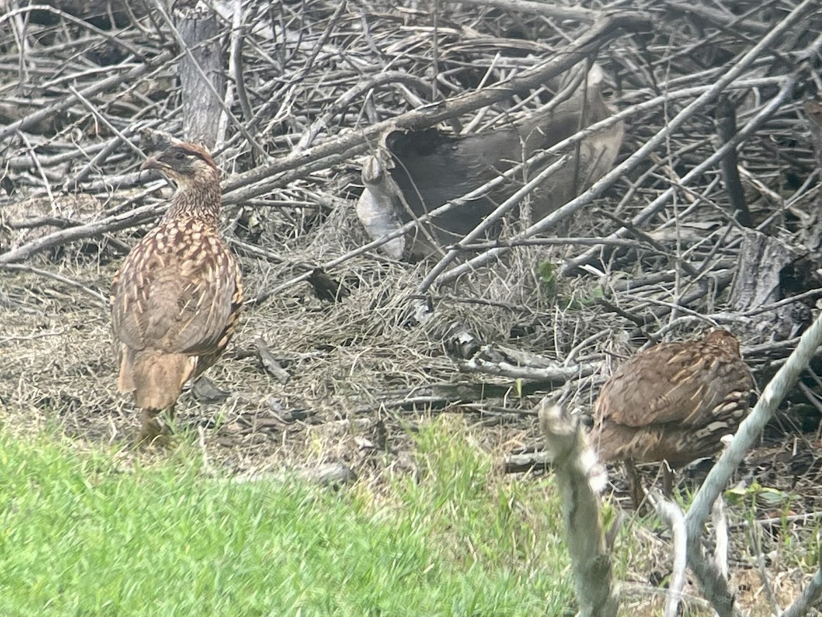 Francolín de Erckel - ML646774030