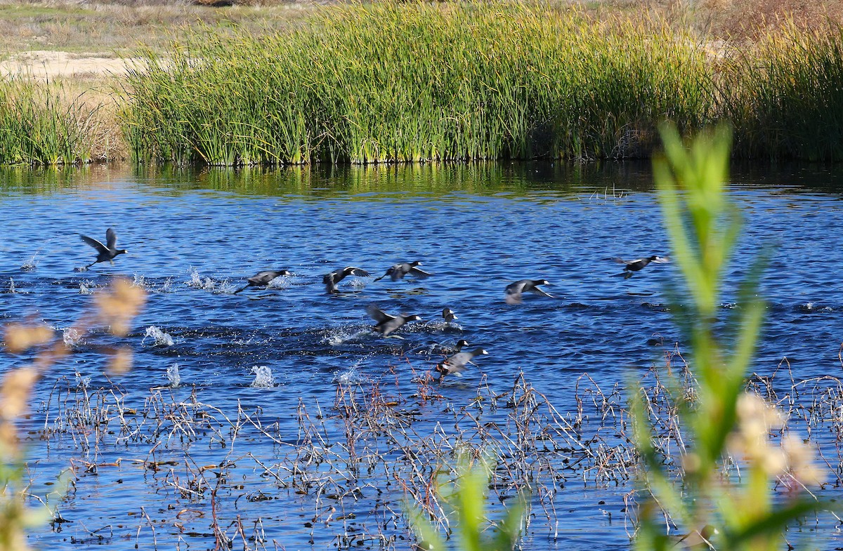 Indianerblässhuhn - ML646774031