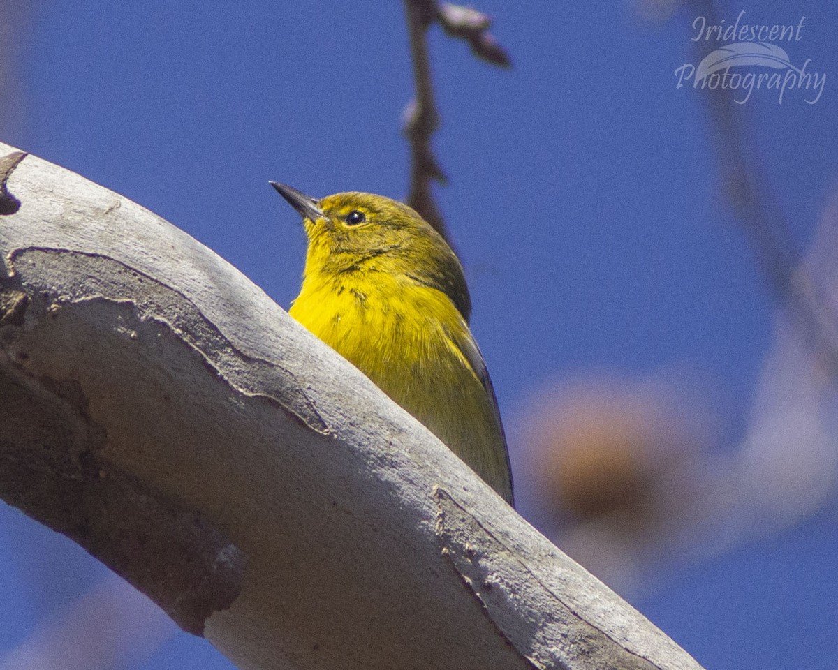 マツアメリカムシクイ - ML646774032