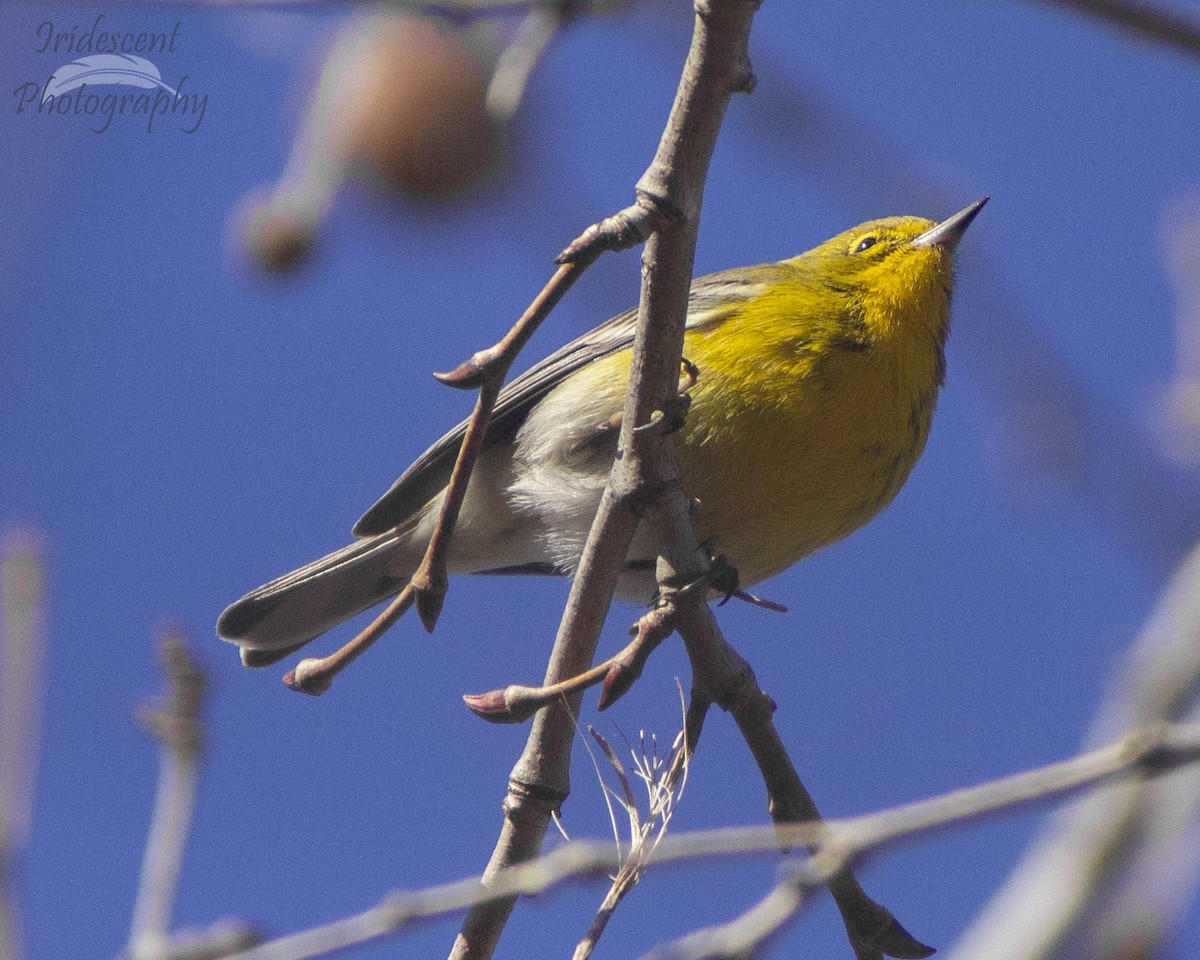 マツアメリカムシクイ - ML646774033