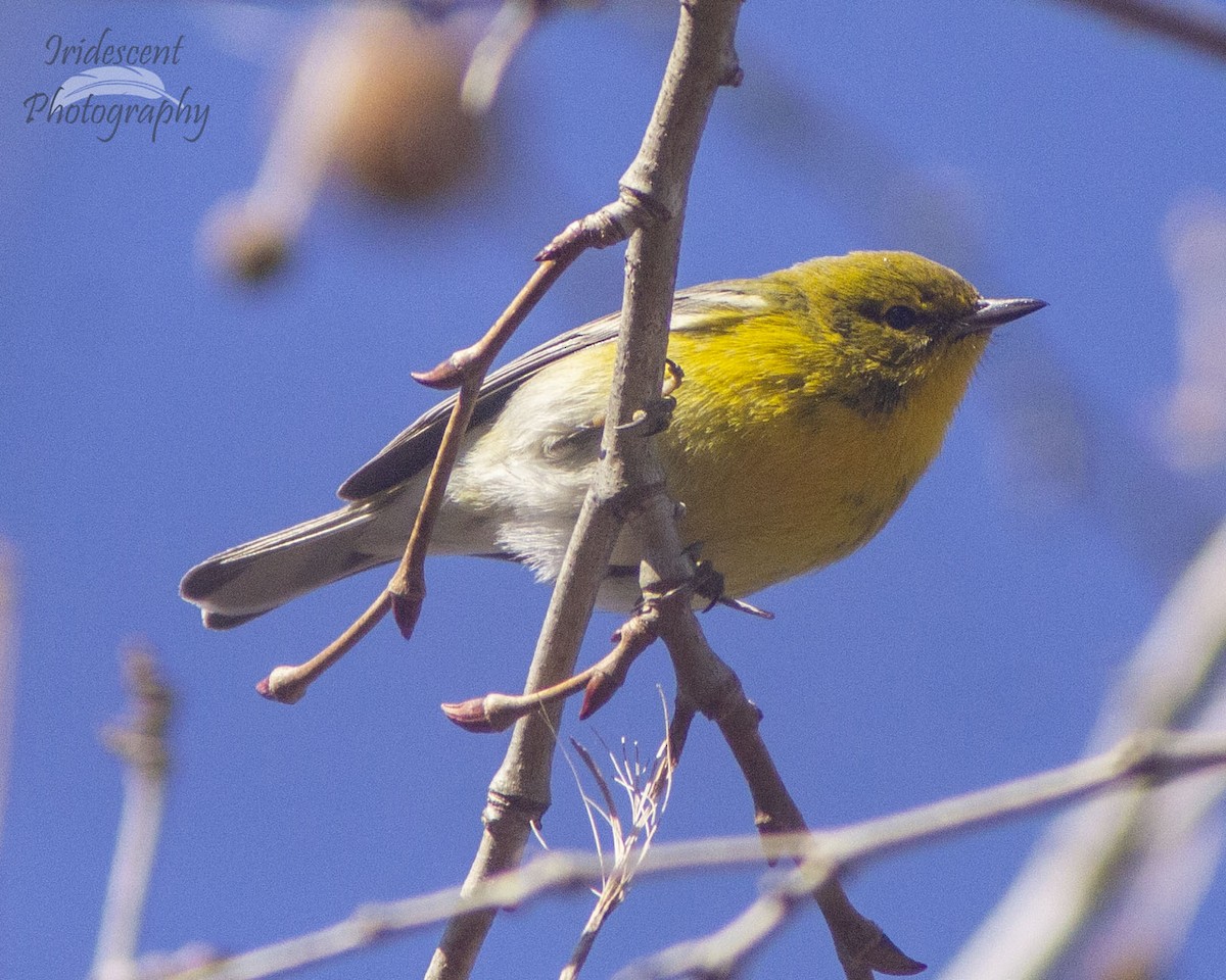 マツアメリカムシクイ - ML646774034