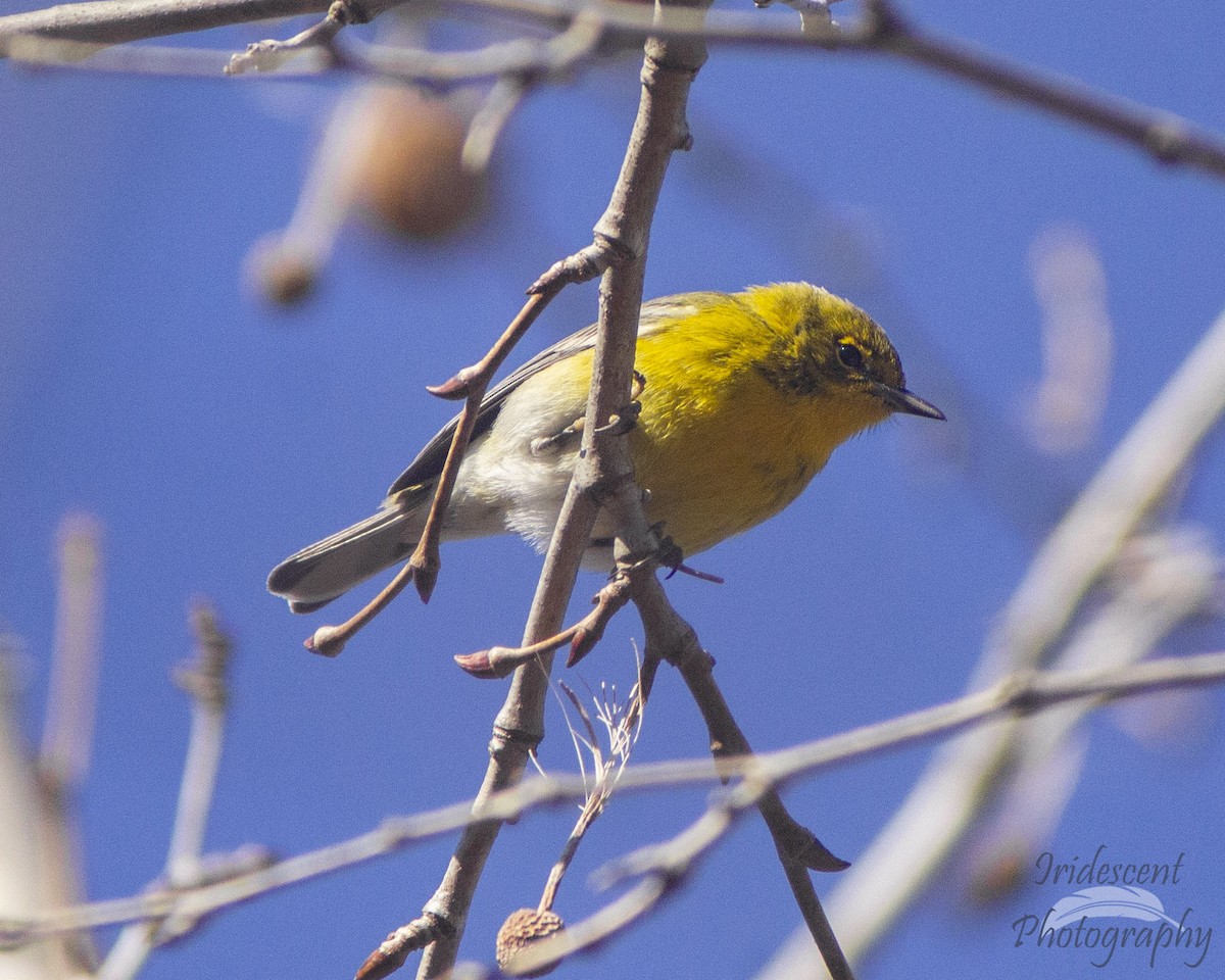 マツアメリカムシクイ - ML646774035