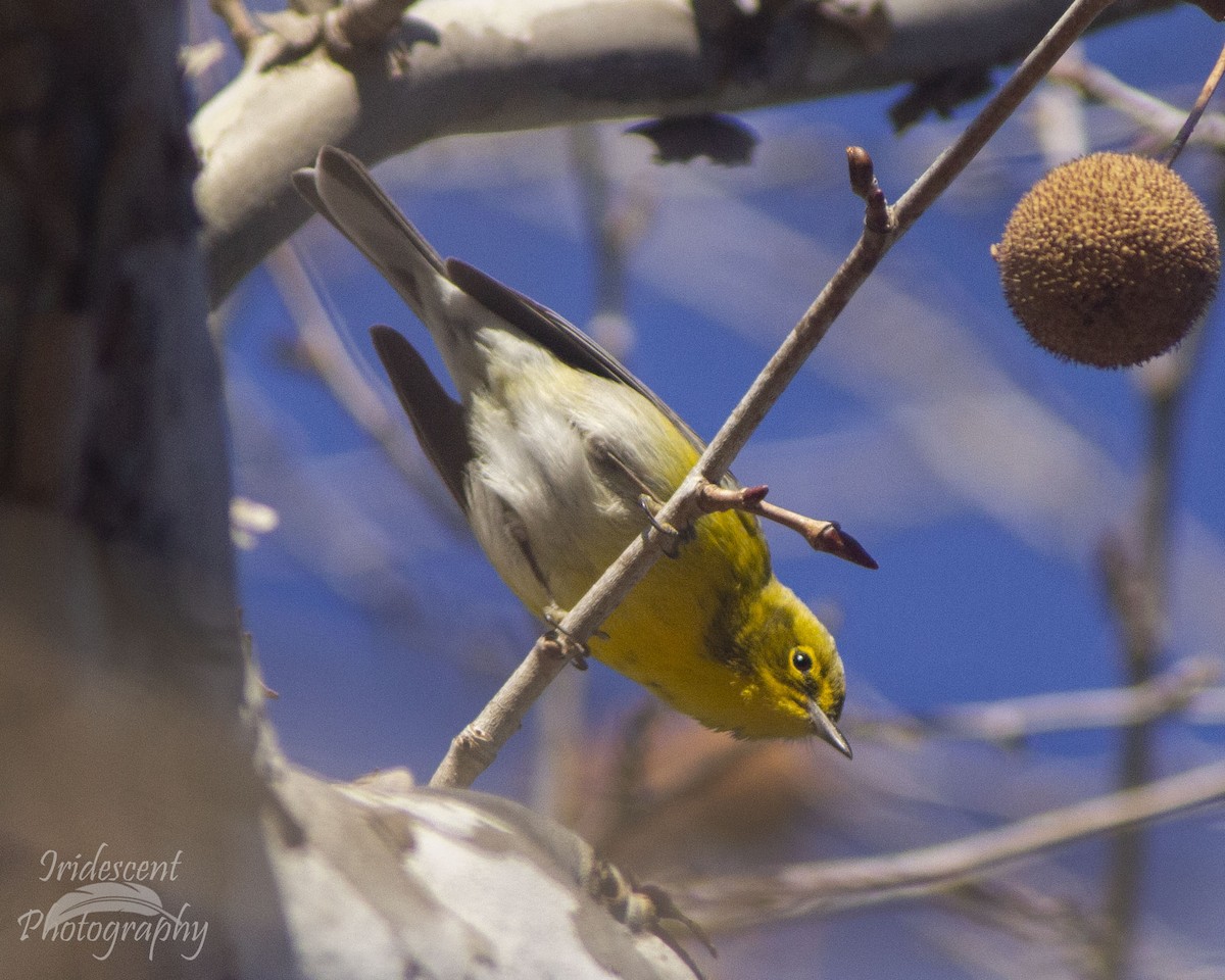 マツアメリカムシクイ - ML646774036