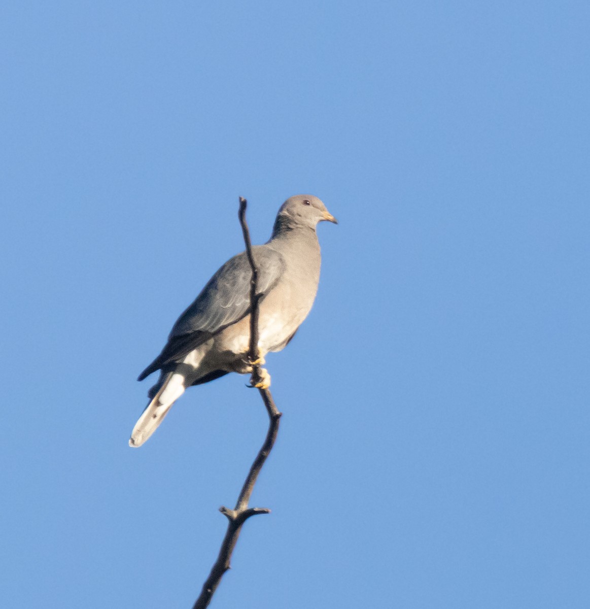 bånddue - ML646774038