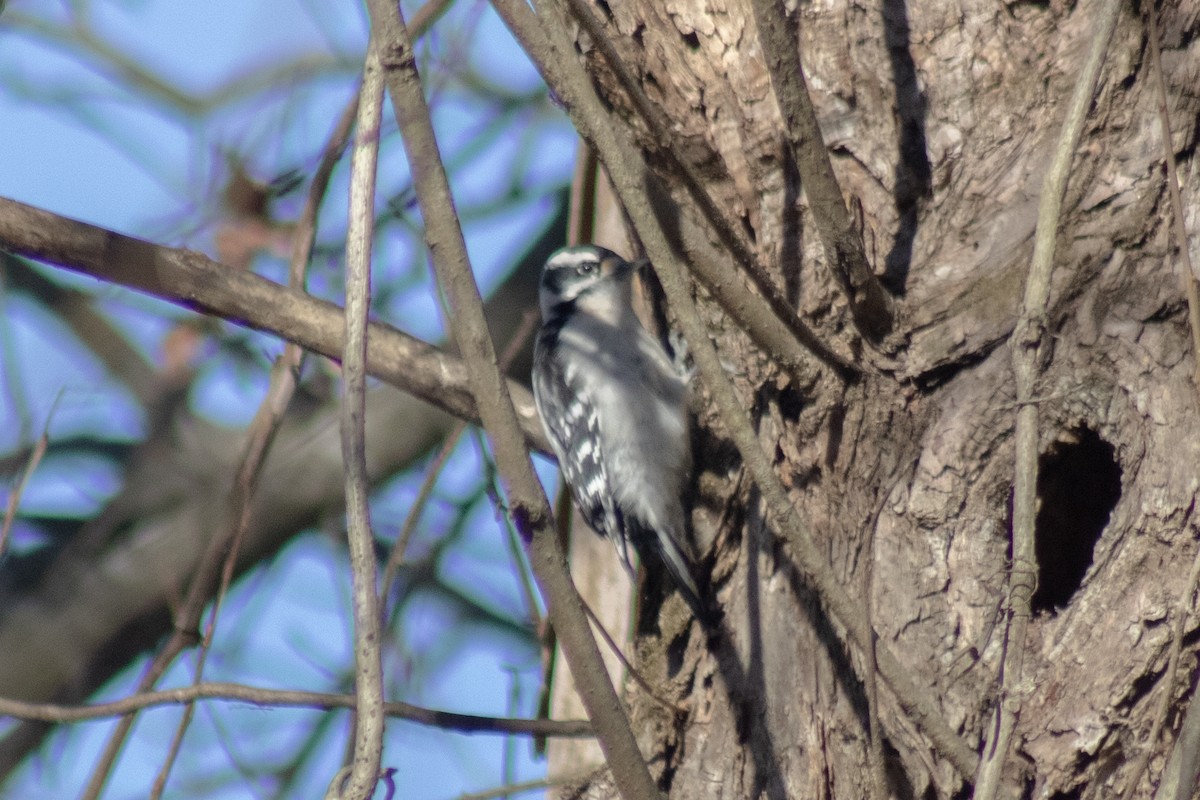 Downy Woodpecker - ML646774039