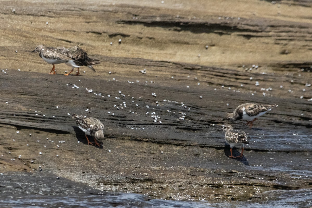 Камнешарка - ML646774040