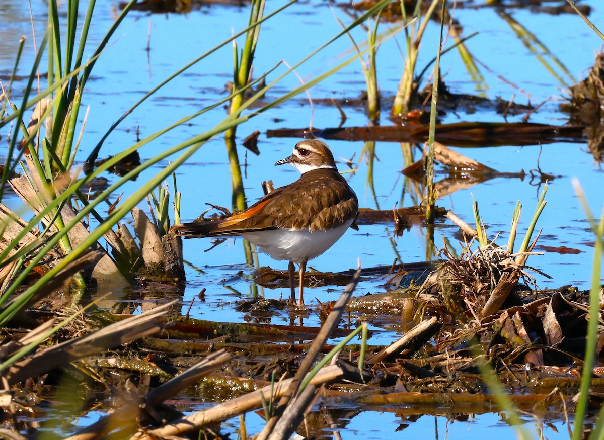 Keilschwanz-Regenpfeifer - ML646774044