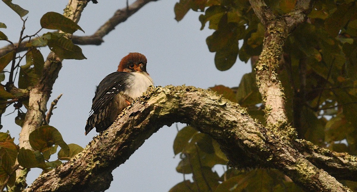 アジアコビトハヤブサ - ML646774045