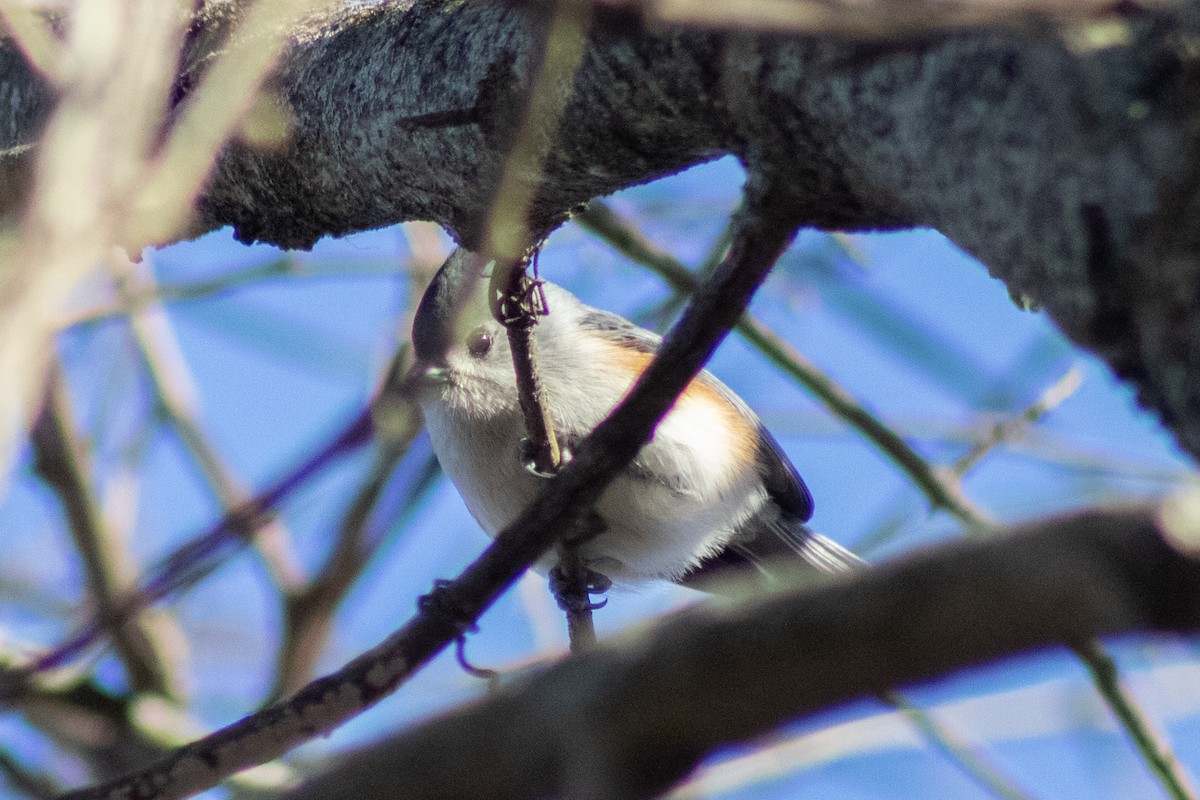 Tufted Titmouse - ML646774046