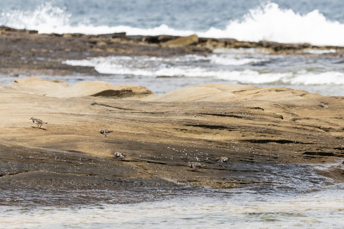 Камнешарка - ML646774047