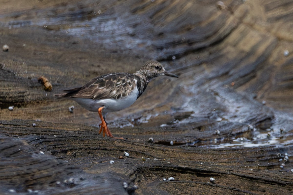 Камнешарка - ML646774048