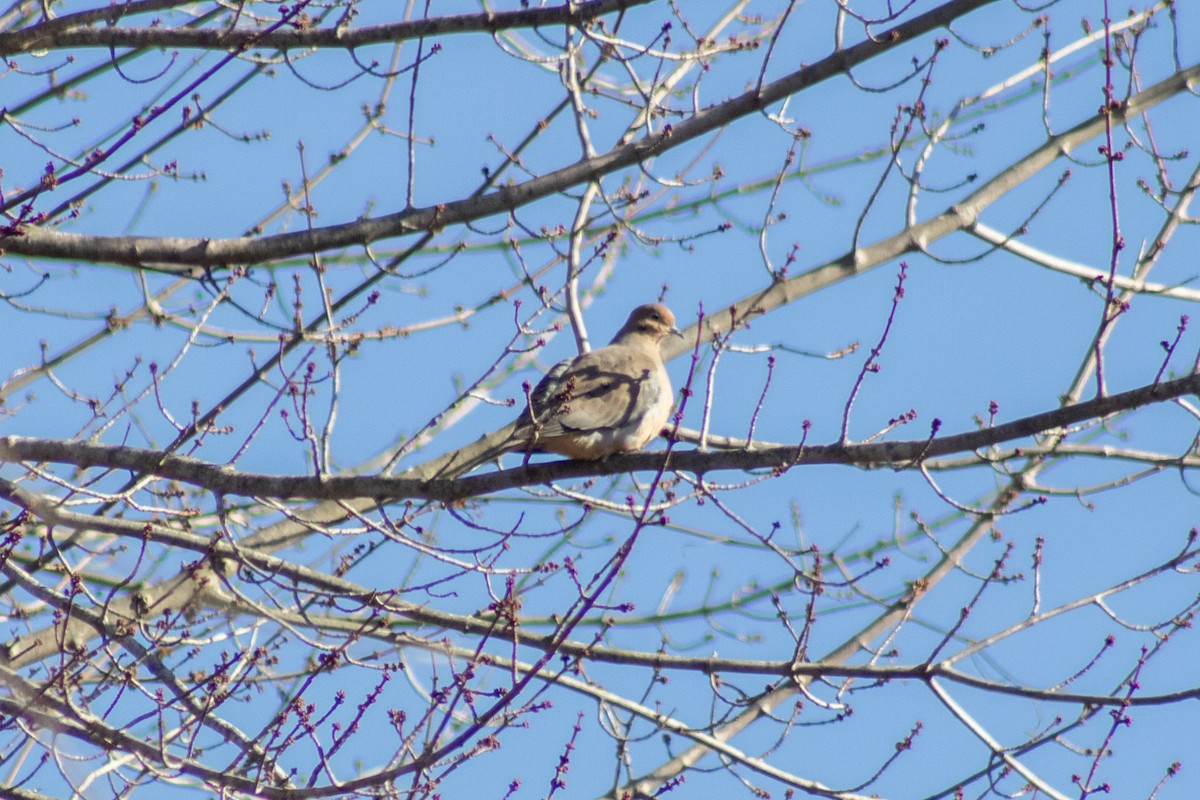 Mourning Dove - ML646774049
