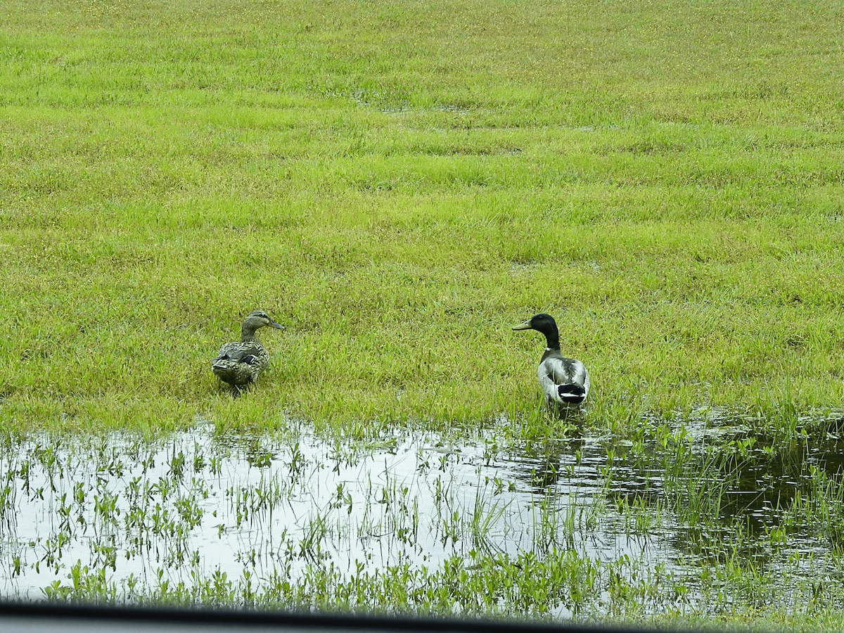 ברכיה - ML646774050