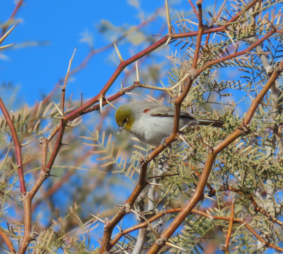 Американский ремез - ML646774051