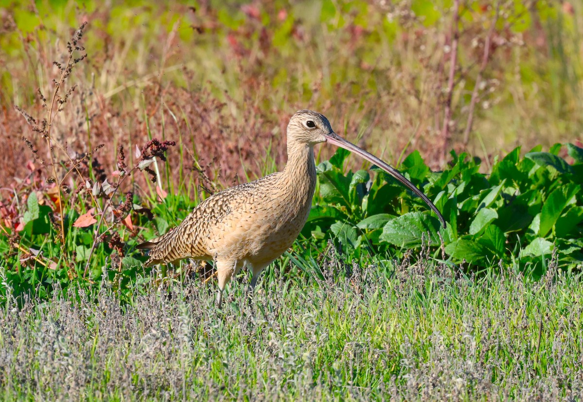 Rostbrachvogel - ML646774053