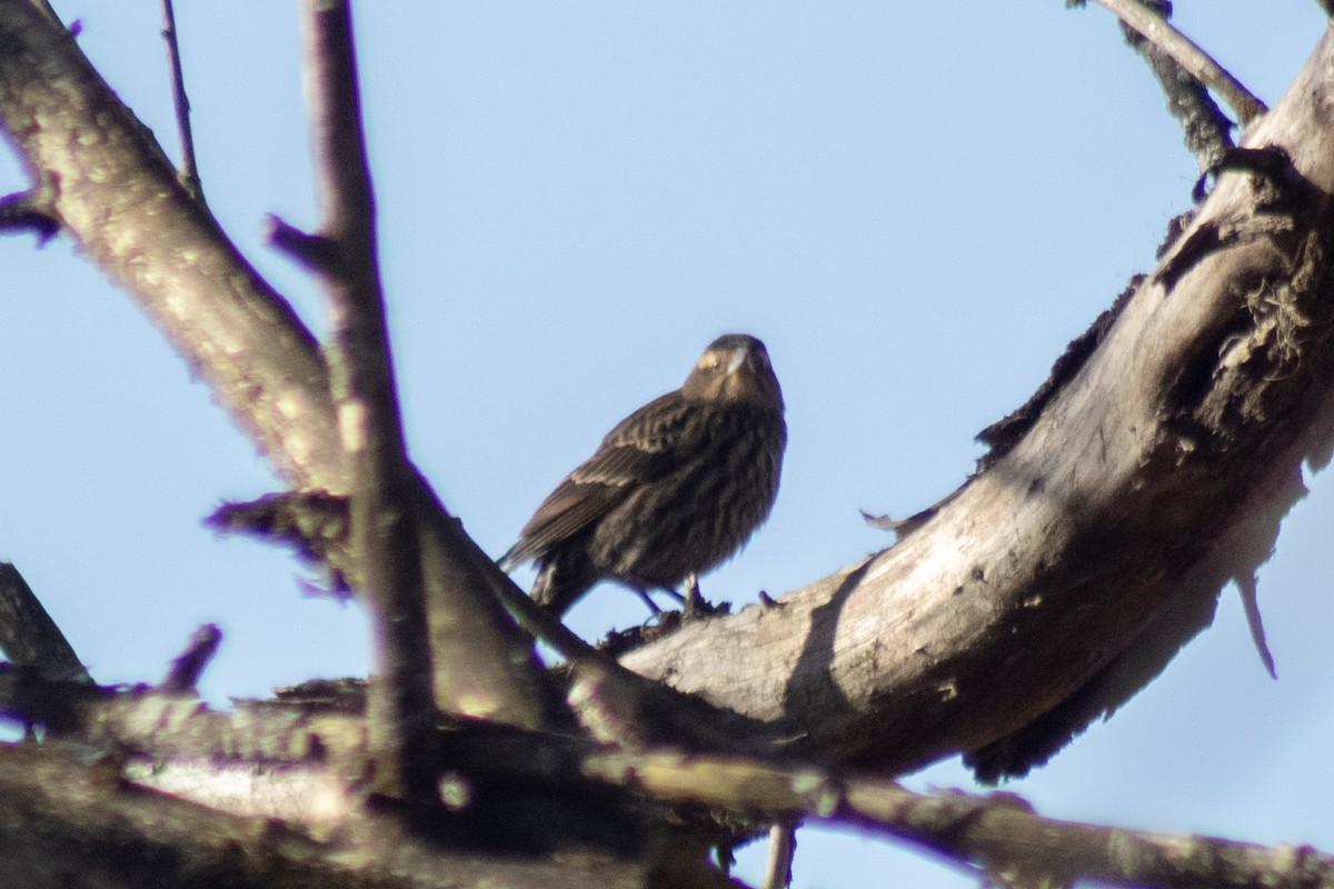 Red-winged Blackbird - ML646774054