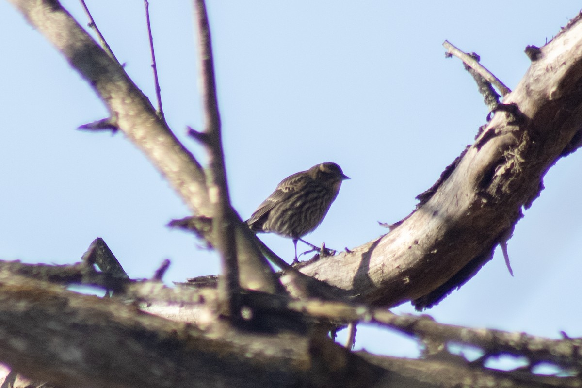 Red-winged Blackbird - ML646774055