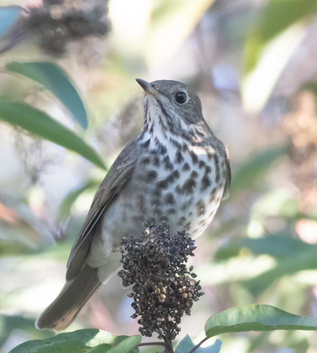 eremittskogtrost - ML646774056