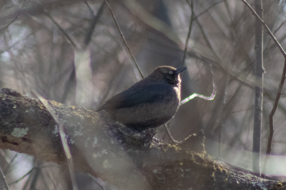 Rusty Blackbird - ML646774057