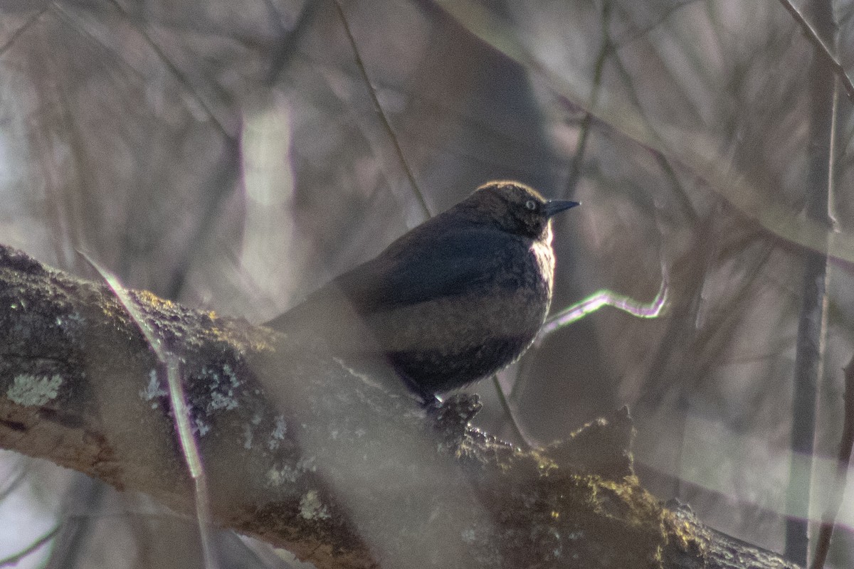 Rusty Blackbird - ML646774058