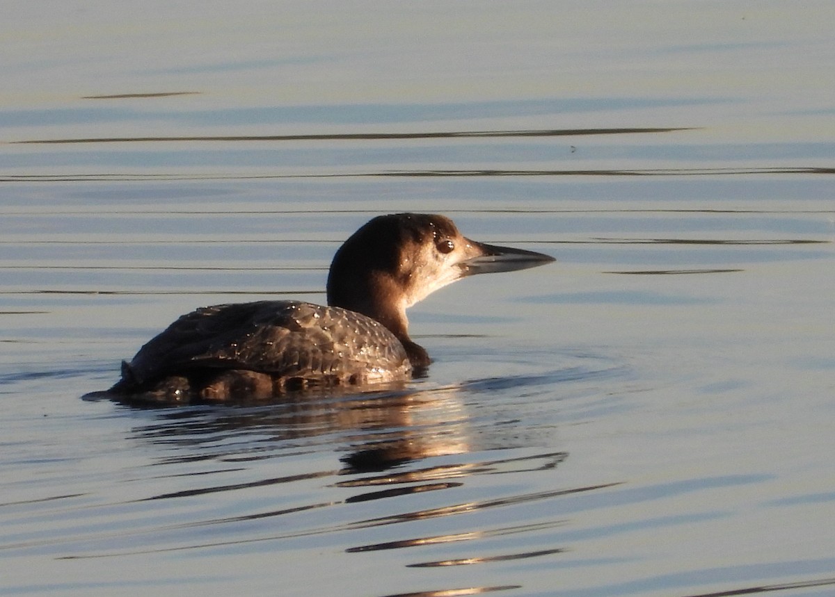 ハシグロアビ - ML646774059