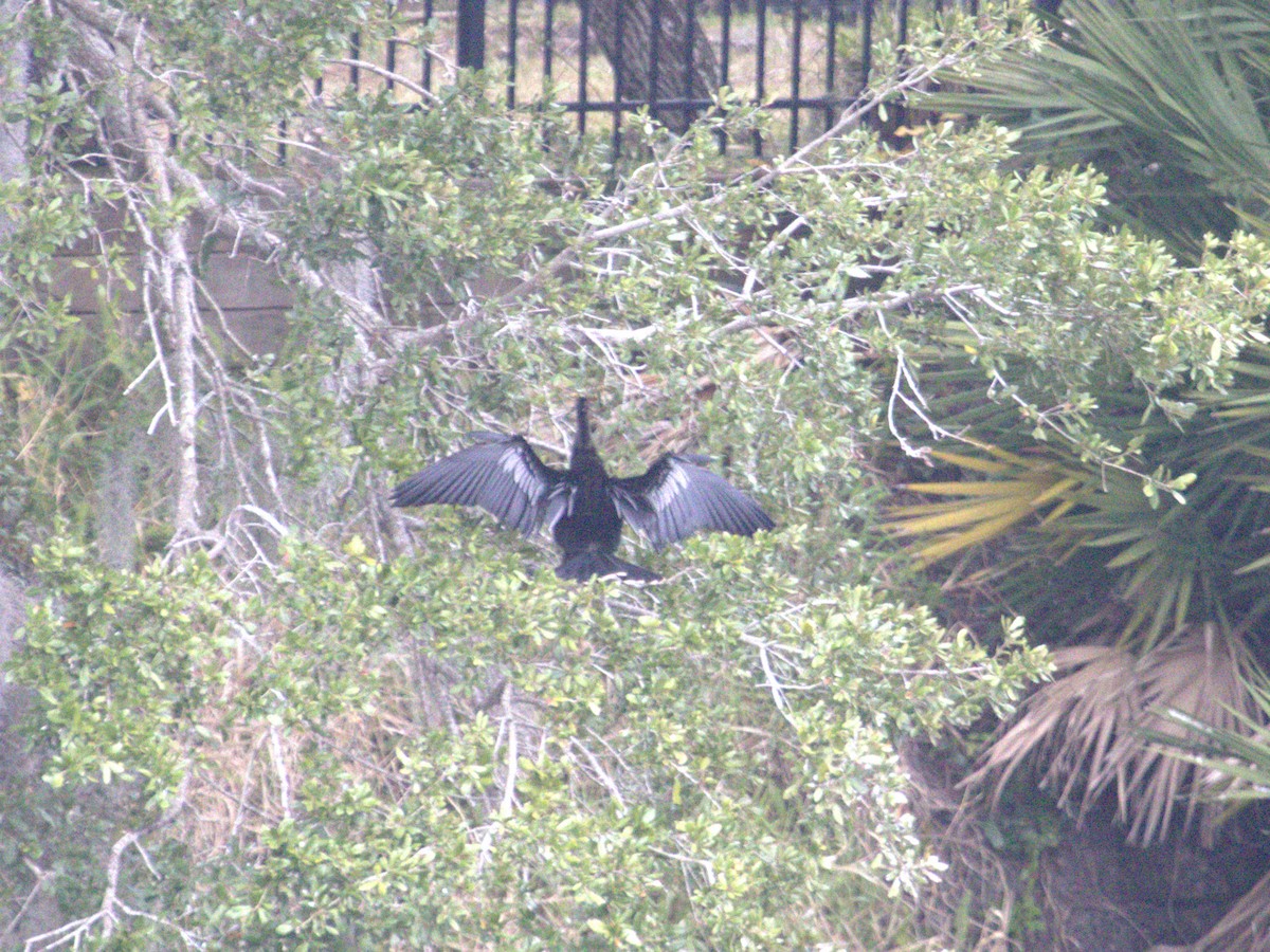 Anhinga - ML646774060