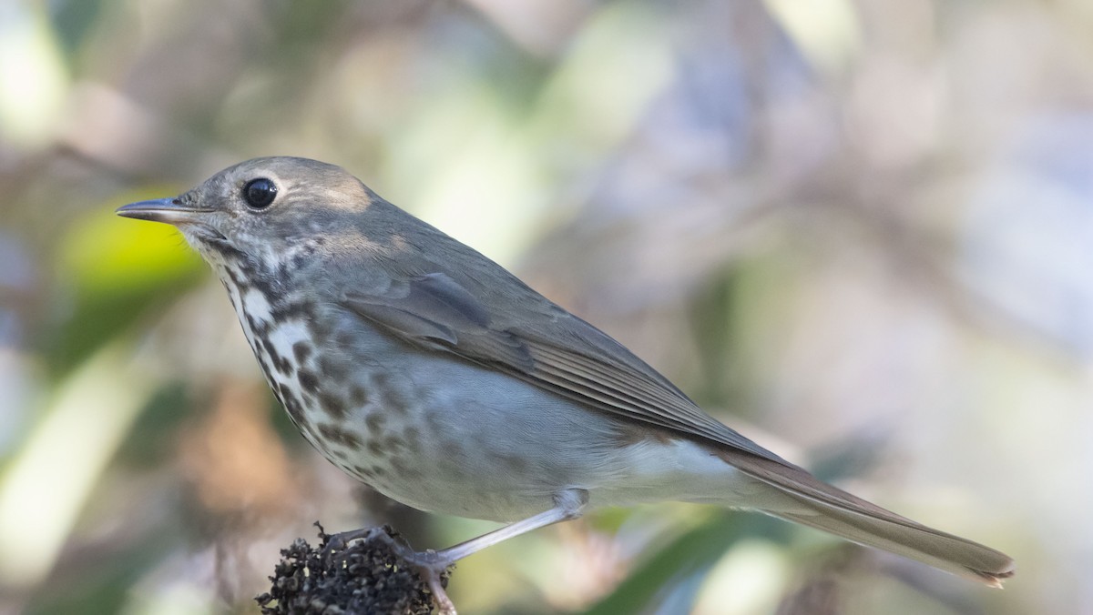 eremittskogtrost - ML646774062