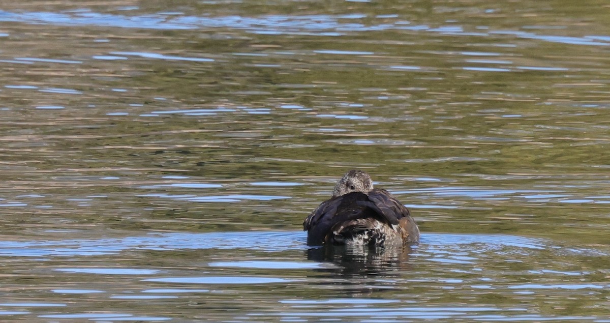 Boz Ördek - ML646774063