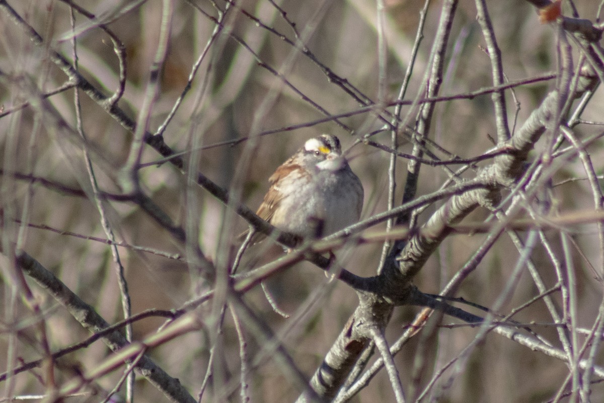 White-throated Sparrow - ML646774064