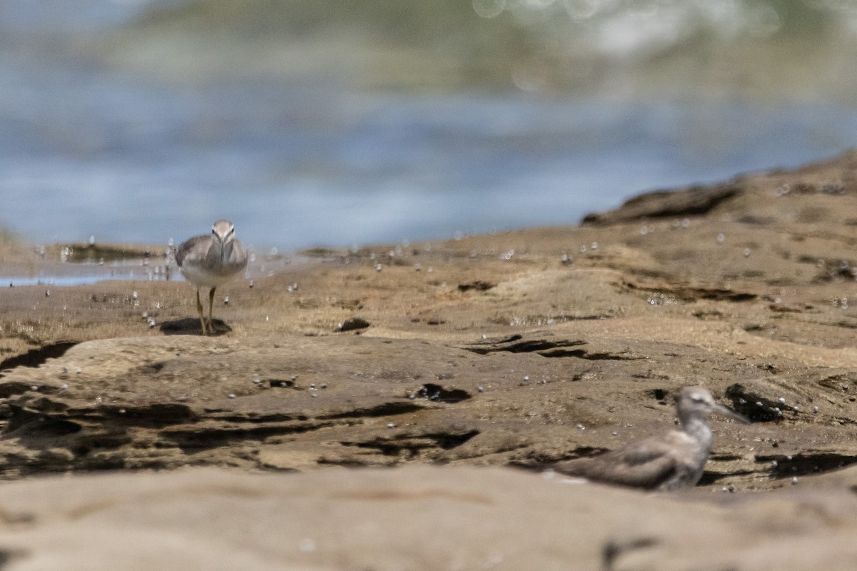 Сибирский пепельный улит - ML646774065