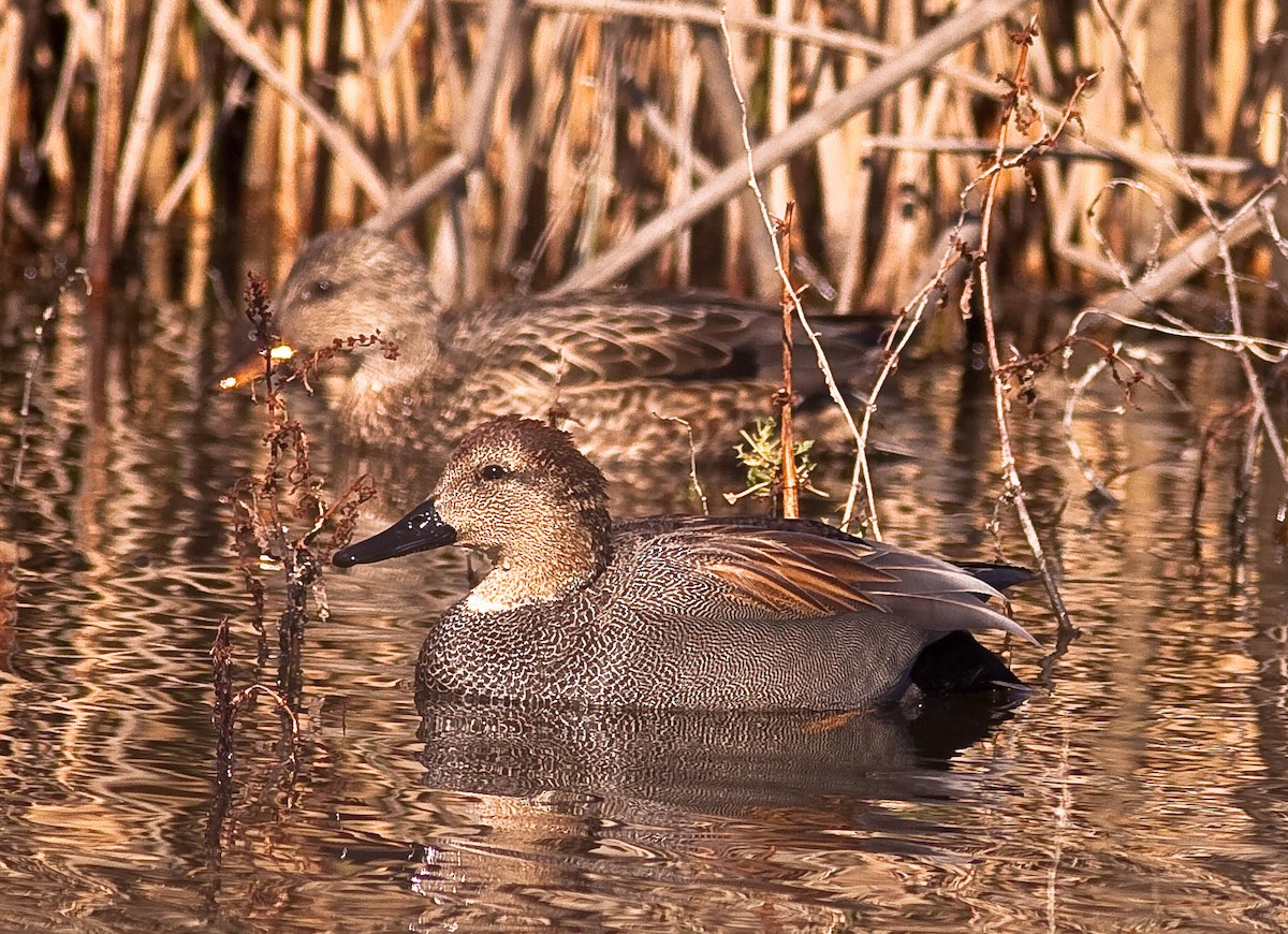 Boz Ördek - ML646774066