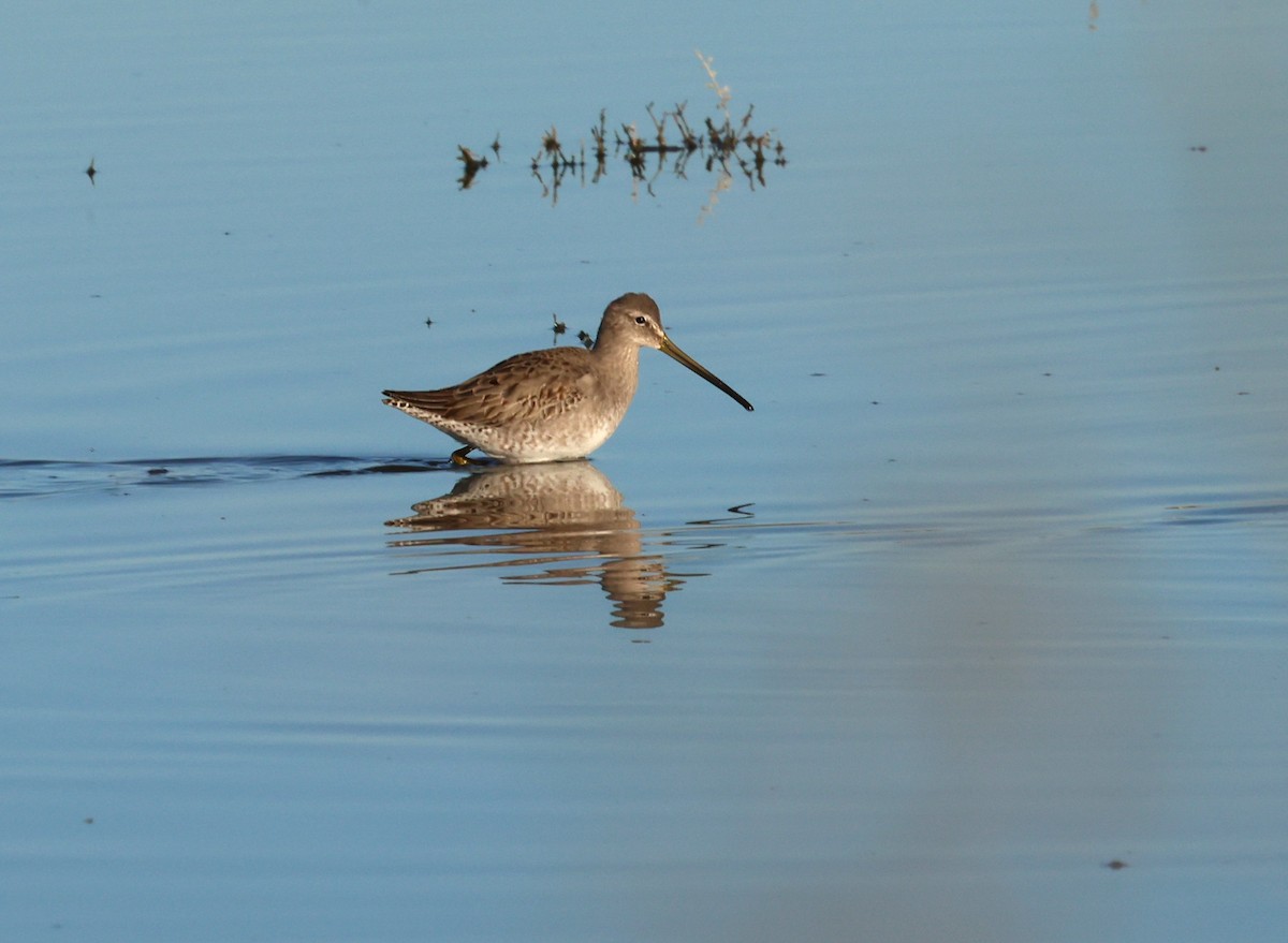 Tundraschlammläufer - ML646774068