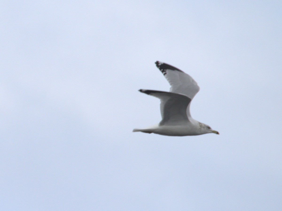 Ring-billed Gull - ML646774069