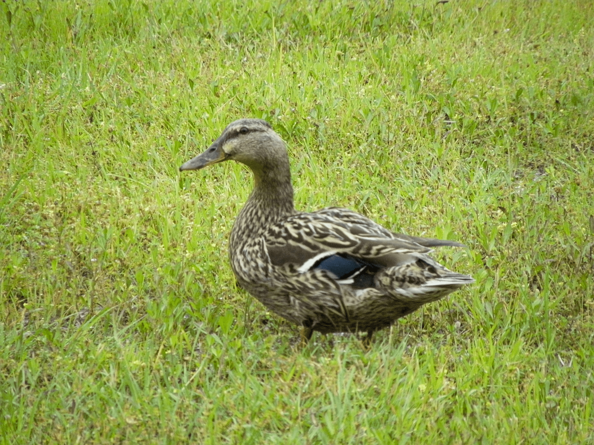 ברכיה - ML646774070