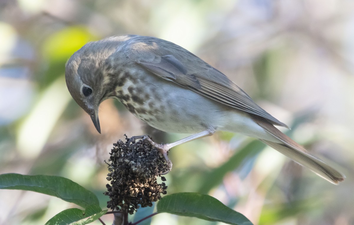 eremittskogtrost - ML646774071