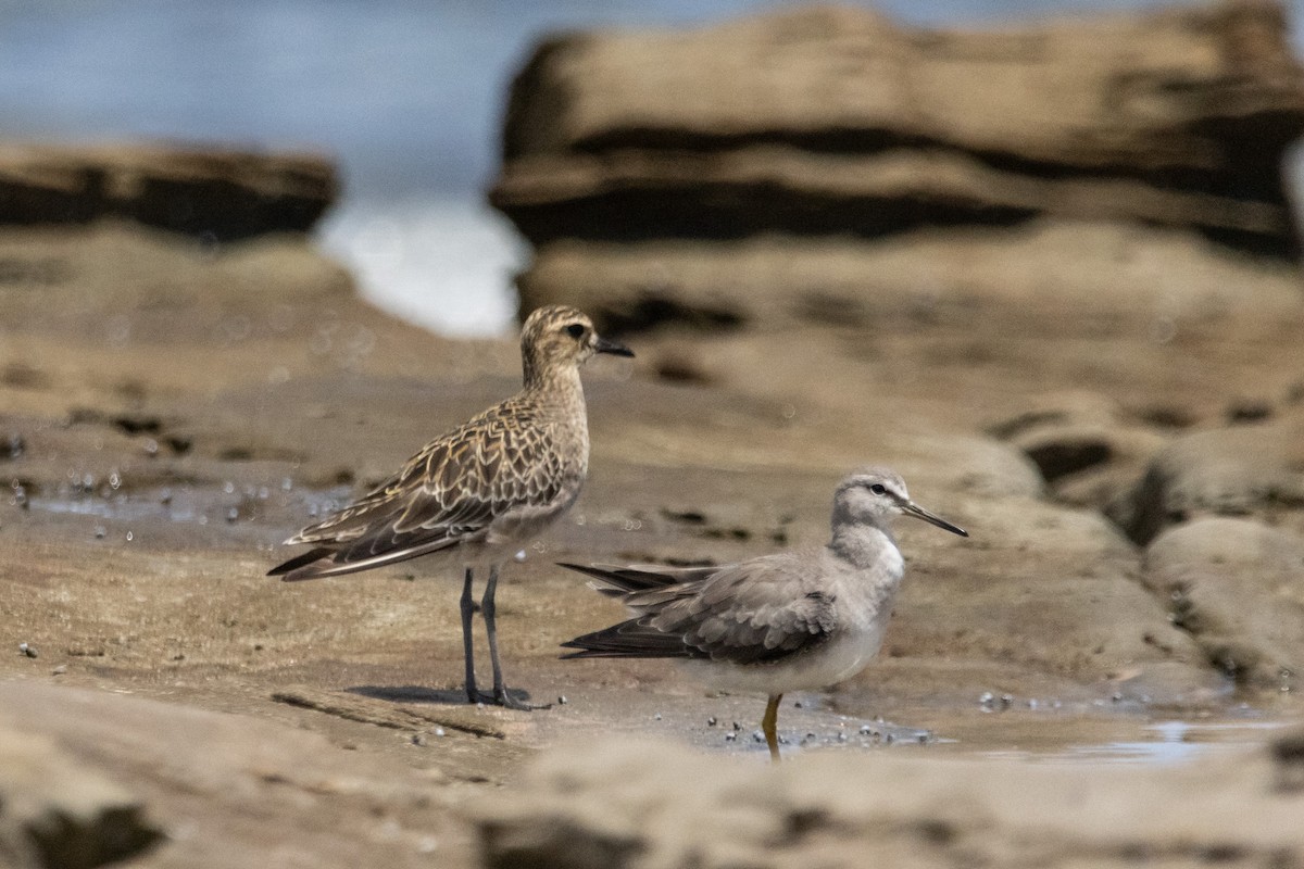 Сибирский пепельный улит - ML646774072