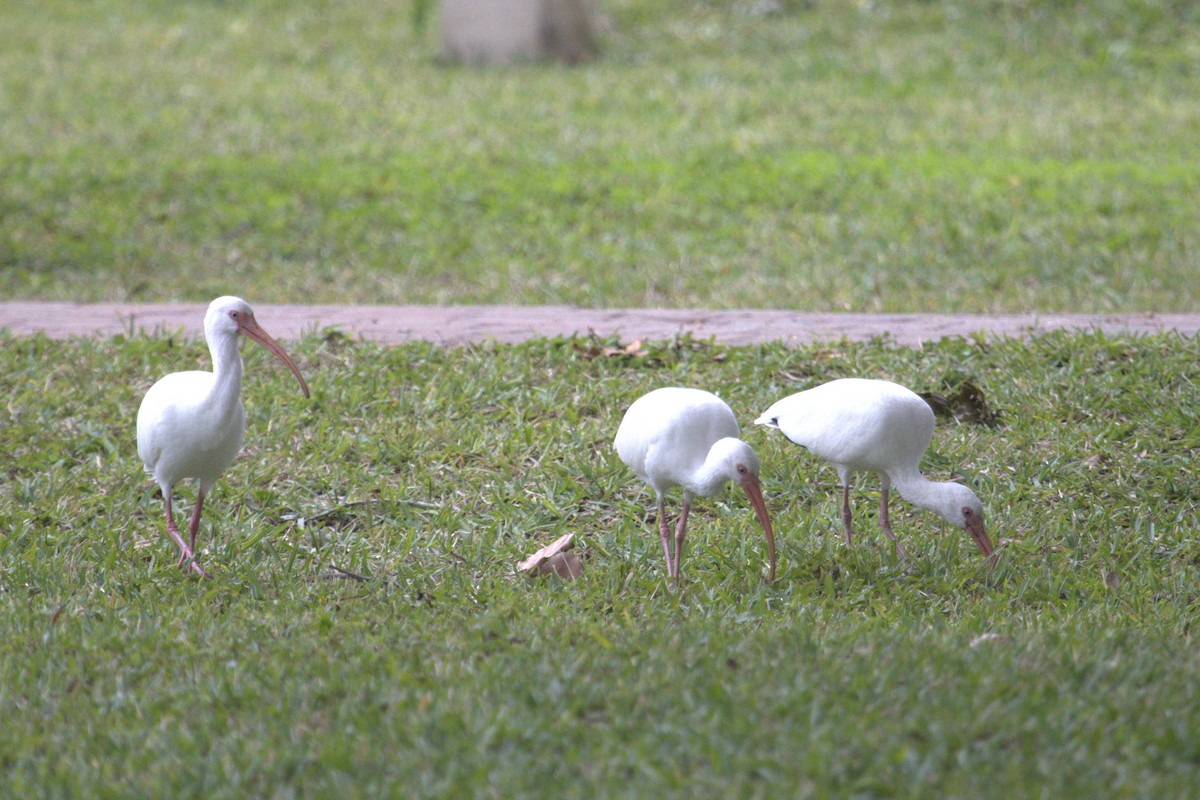 White Ibis - ML646774075