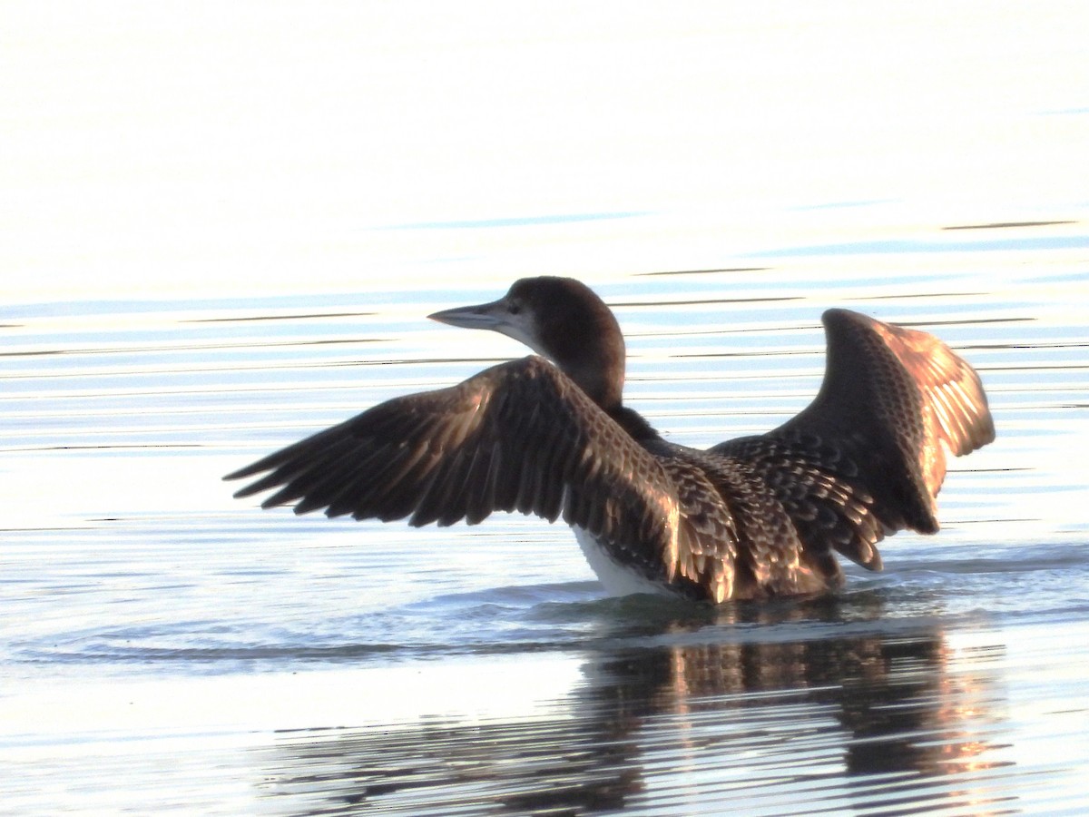 ハシグロアビ - ML646774076