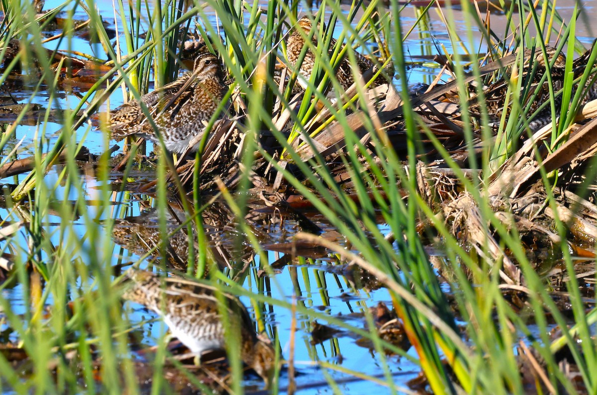 Wilsonbekassine - ML646774077